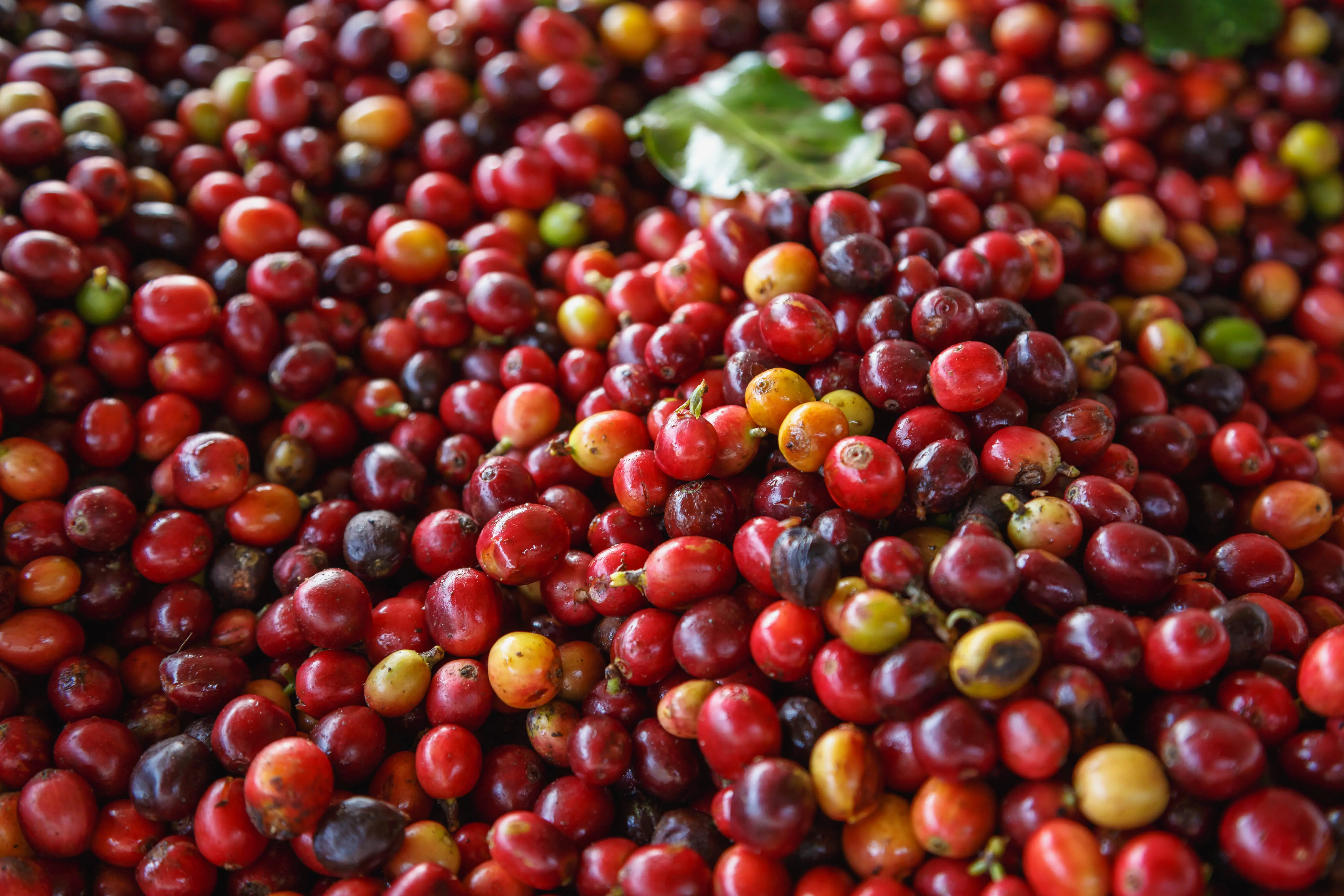 Cerezas de café rojas recién cosechadas